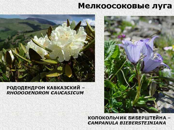 Мелкоосоковые луга РОДОДЕНДРОН КАВКАЗСКИЙ – RHODODENDRON CAUCASICUM КОЛОКОЛЬЧИК БИБЕРШТЕЙНА – CAMPANULA BIEBERSTEINIANA 