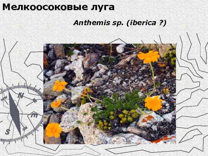 Мелкоосоковые луга Anthemis sp. (iberica ? ) 