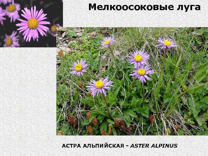 Мелкоосоковые луга АСТРА АЛЬПИЙСКАЯ - ASTER ALPINUS 