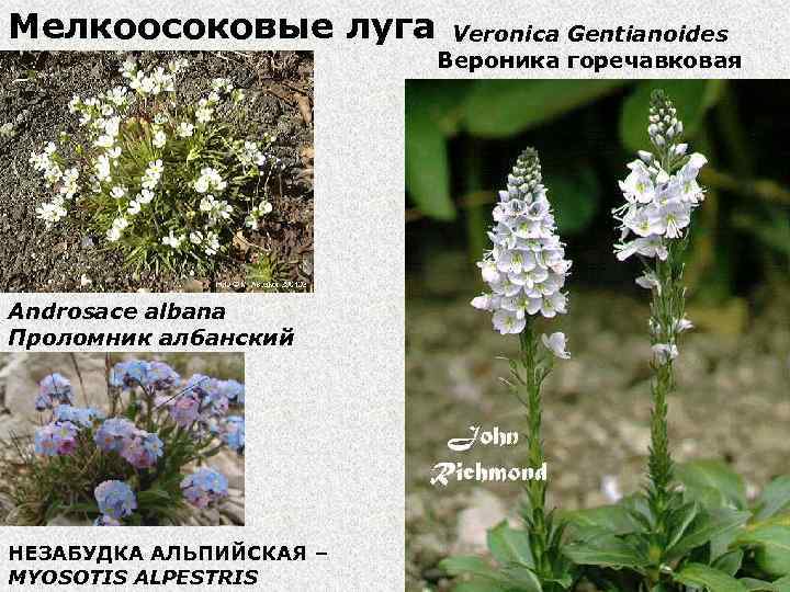 Мелкоосоковые луга Androsace albana Проломник албанский НЕЗАБУДКА АЛЬПИЙСКАЯ – MYOSOTIS ALPESTRIS Veronica Gentianoides Вероника