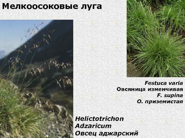 Мелкоосоковые луга Festuca varia Овсяница изменчивая F. supina О. приземистая Helictotrichon Adzaricum Овсец аджарский