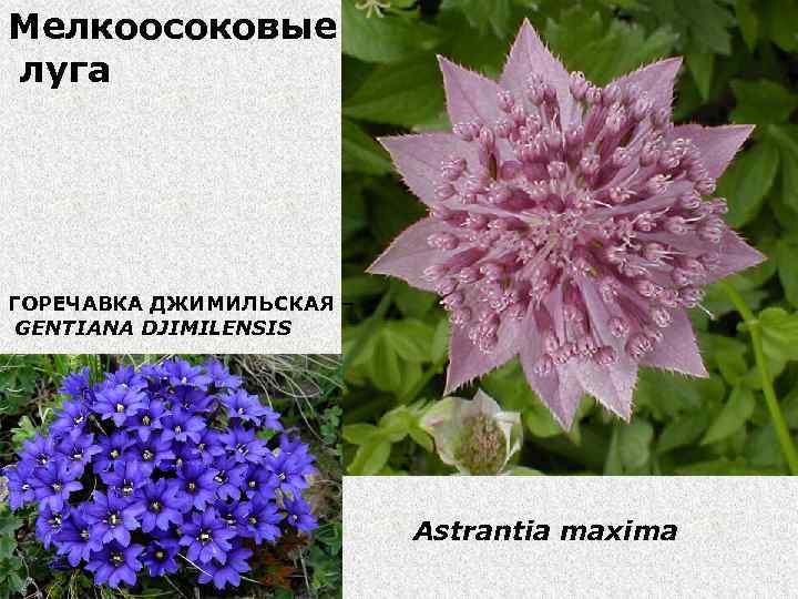 Мелкоосоковые луга ГОРЕЧАВКА ДЖИМИЛЬСКАЯ – GENTIANA DJIMILENSIS Astrantia maxima 