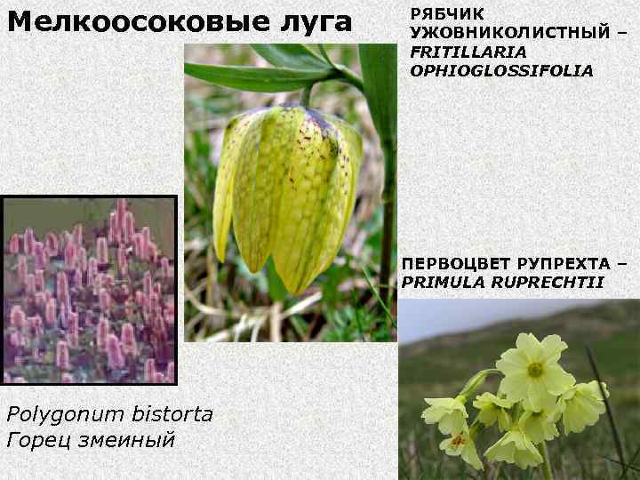 Мелкоосоковые луга РЯБЧИК УЖОВНИКОЛИСТНЫЙ – FRITILLARIA OPHIOGLOSSIFOLIA ПЕРВОЦВЕТ РУПРЕХТА – PRIMULA RUPRECHTII Polygonum bistorta