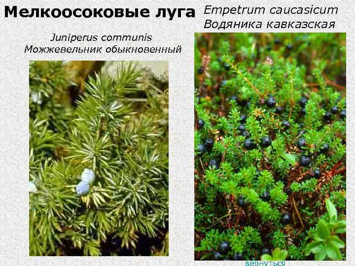 Мелкоосоковые луга Empetrum caucasicum Водяника кавказская Juniperus communis Можжевельник обыкновенный вернуться 