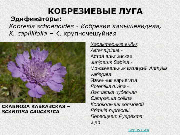 КОБРЕЗИЕВЫЕ ЛУГА Эдификаторы: Kobresia schoenoides - Кобрезия камышевидная, K. capillifolia – К. крупночешуйная СКАБИОЗА