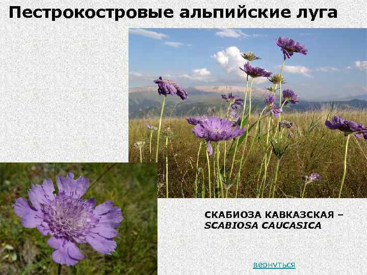 Пестрокостровые альпийские луга СКАБИОЗА КАВКАЗСКАЯ – SCABIOSA CAUCASICA вернуться 