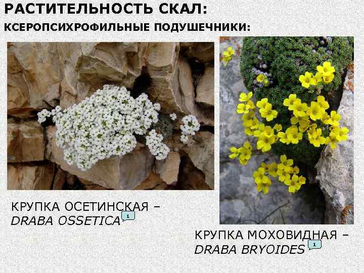 Крупка цветок фото и описание