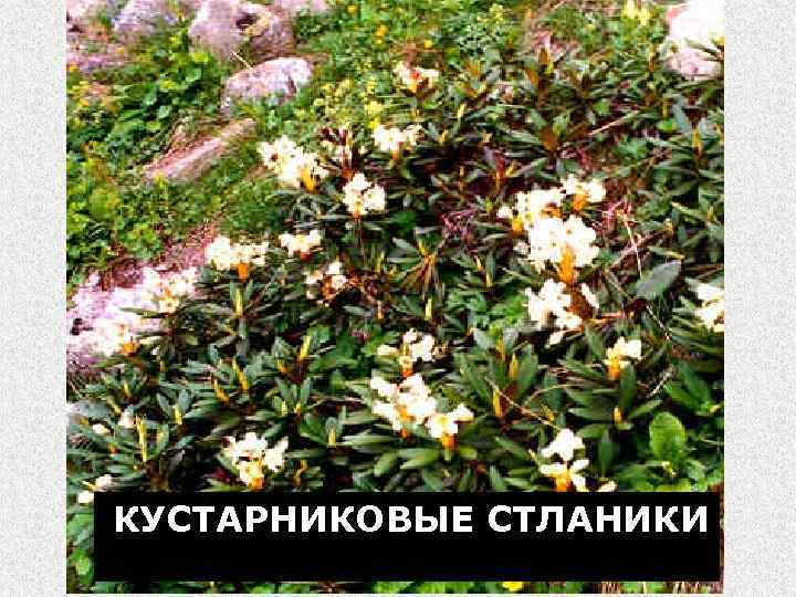 КУСТАРНИКОВЫЕ СТЛАНИКИ 