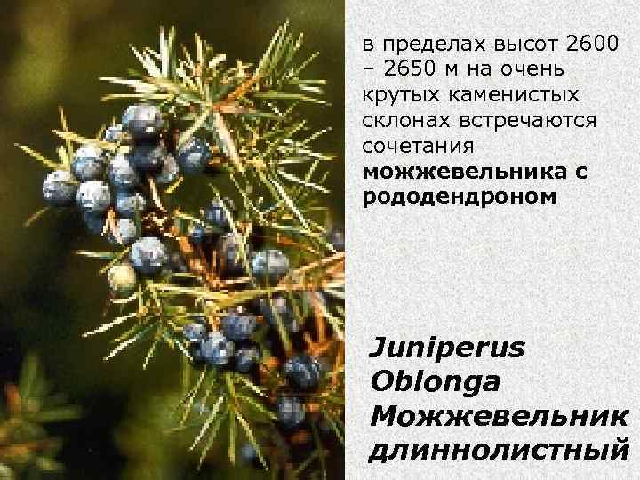 в пределах высот 2600 – 2650 м на очень крутых каменистых склонах встречаются сочетания