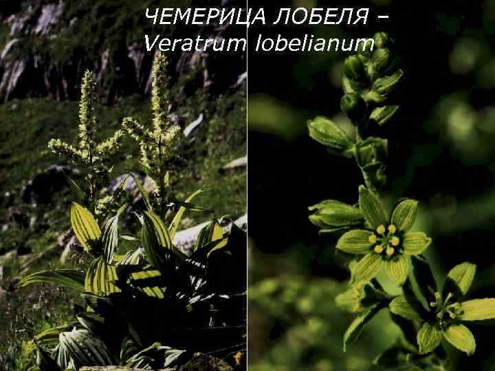 ЧЕМЕРИЦА ЛОБЕЛЯ – Veratrum lobelianum 