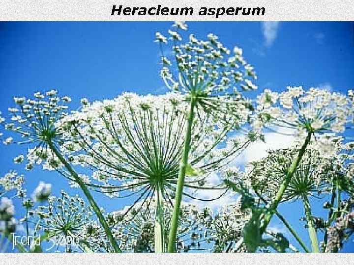 Heracleum asperum 