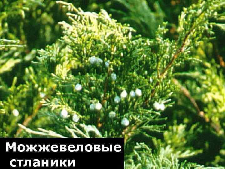 Можжевеловые стланики 