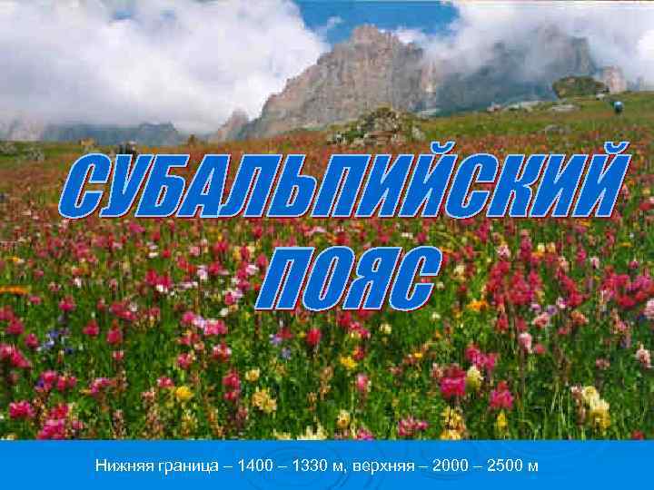 Нижняя граница – 1400 – 1330 м, верхняя – 2000 – 2500 м 