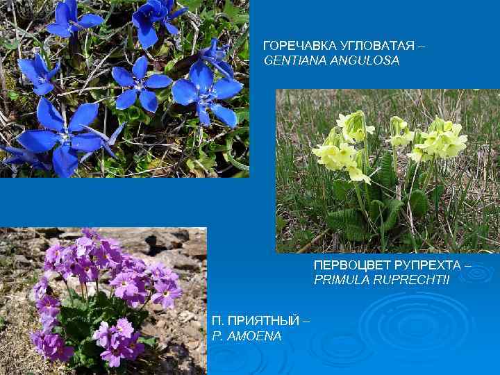 ГОРЕЧАВКА УГЛОВАТАЯ – GENTIANA ANGULOSA ПЕРВОЦВЕТ РУПРЕХТА – PRIMULA RUPRECHTII П. ПРИЯТНЫЙ – P.