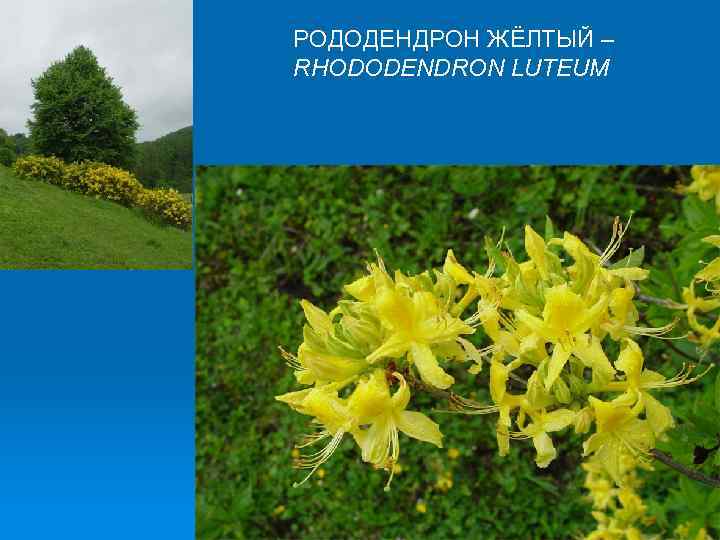 РОДОДЕНДРОН ЖЁЛТЫЙ – RHODODENDRON LUTEUM 