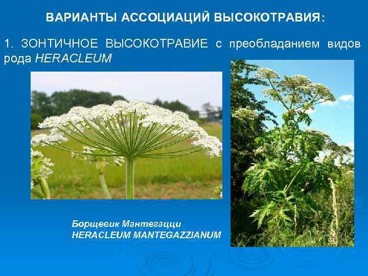 ВАРИАНТЫ АССОЦИАЦИЙ ВЫСОКОТРАВИЯ: 1. ЗОНТИЧНОЕ ВЫСОКОТРАВИЕ с преобладанием видов рода HERACLEUM Борщевик Мантегацци HERACLEUM