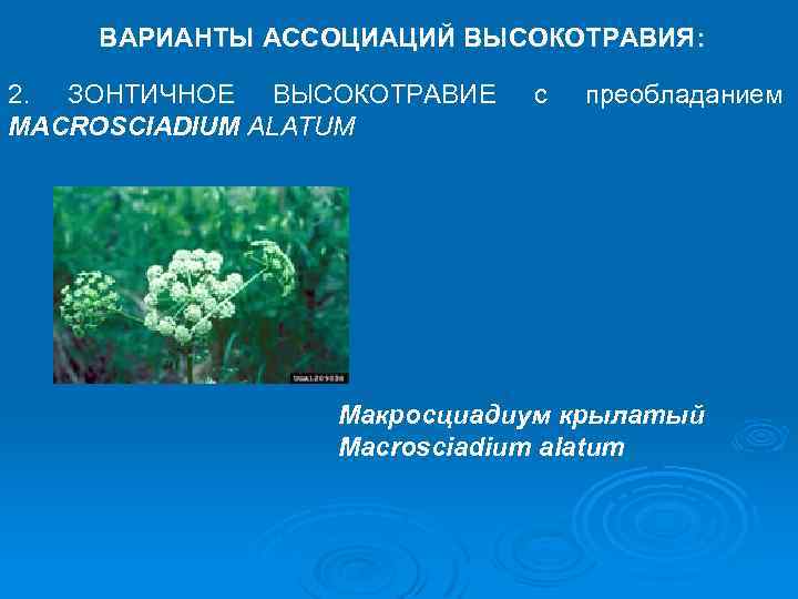 ВАРИАНТЫ АССОЦИАЦИЙ ВЫСОКОТРАВИЯ: 2. ЗОНТИЧНОЕ ВЫСОКОТРАВИЕ MACROSCIADIUM ALATUM с преобладанием Макросциадиум крылатый Macrosciadium alatum