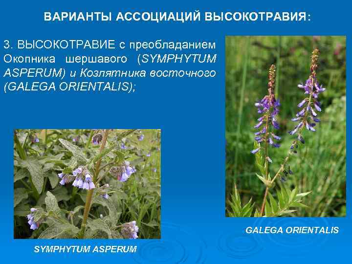 ВАРИАНТЫ АССОЦИАЦИЙ ВЫСОКОТРАВИЯ: 3. ВЫСОКОТРАВИЕ с преобладанием Окопника шершавого (SYMPHYTUM ASPERUM) и Козлятника восточного