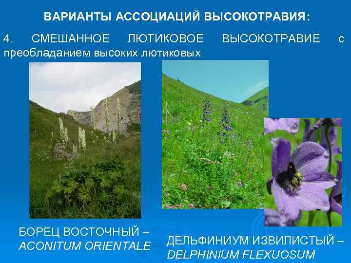 ВАРИАНТЫ АССОЦИАЦИЙ ВЫСОКОТРАВИЯ: 4. СМЕШАННОЕ ЛЮТИКОВОЕ преобладанием высоких лютиковых БОРЕЦ ВОСТОЧНЫЙ – ACONITUM ORIENTALE