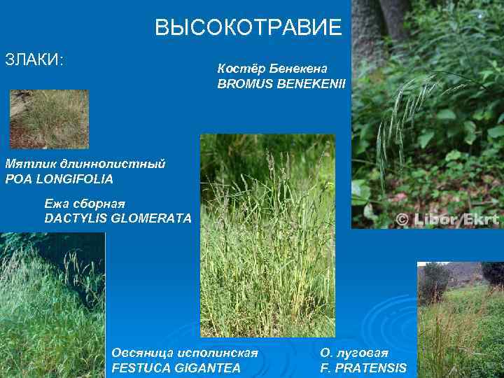 ВЫСОКОТРАВИЕ ЗЛАКИ: Костёр Бенекена BROMUS BENEKENII Мятлик длиннолистный POA LONGIFOLIA Ежа сборная DACTYLIS GLOMERATA