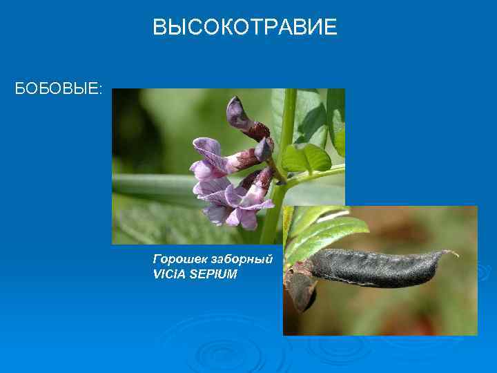 ВЫСОКОТРАВИЕ БОБОВЫЕ: Горошек заборный VICIA SEPIUM 