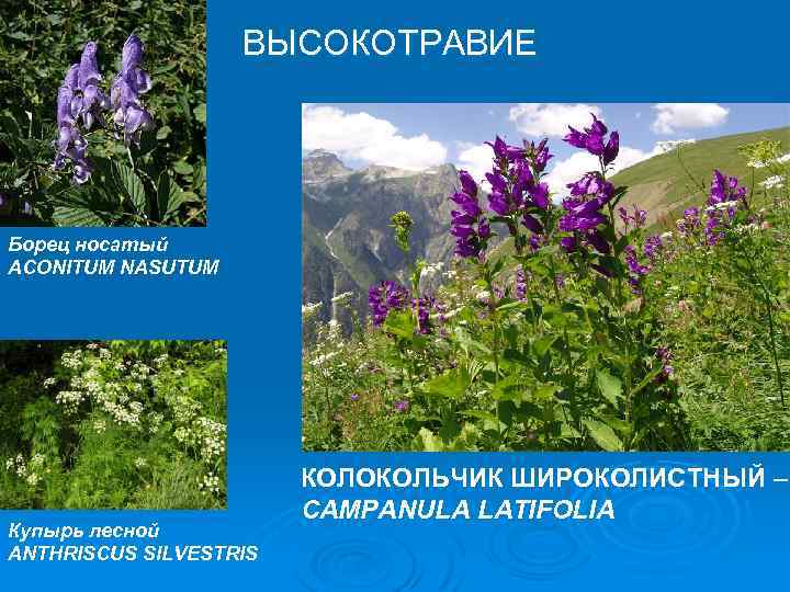 ВЫСОКОТРАВИЕ Борец носатый ACONITUM NASUTUM Купырь лесной ANTHRISCUS SILVESTRIS КОЛОКОЛЬЧИК ШИРОКОЛИСТНЫЙ – CAMPANULA LATIFOLIA