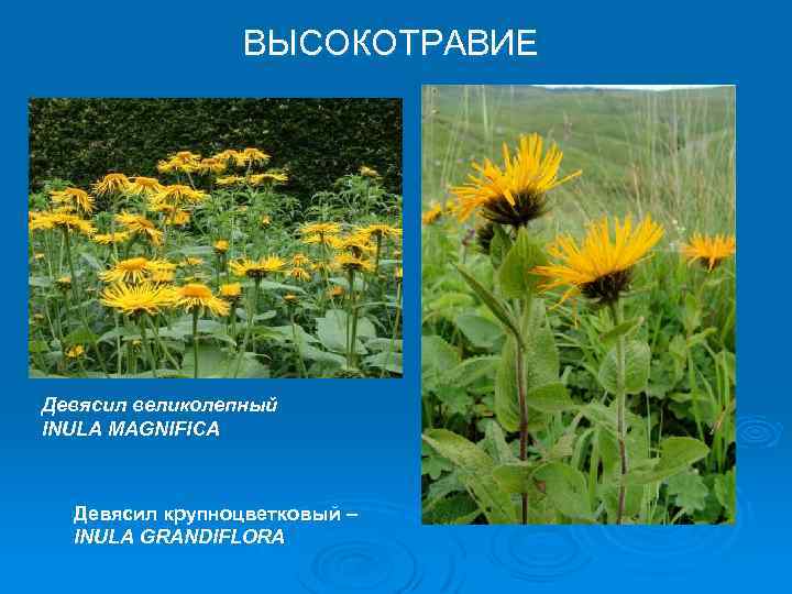ВЫСОКОТРАВИЕ Девясил великолепный INULA MAGNIFICA Девясил крупноцветковый – INULA GRANDIFLORA 