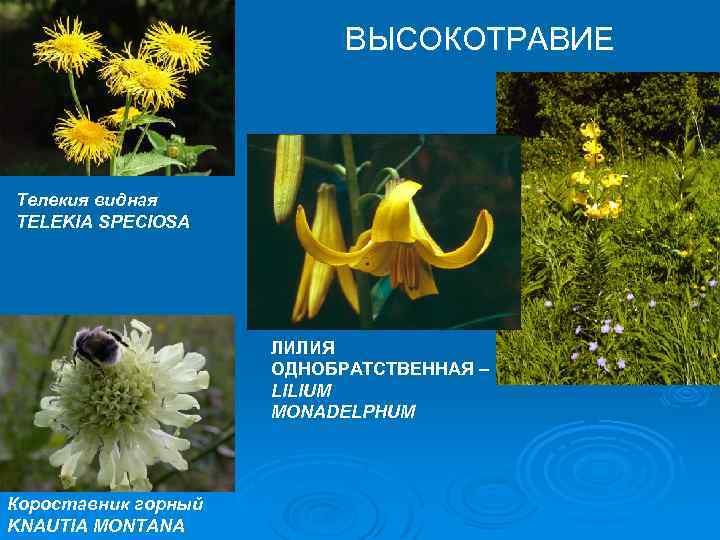 ВЫСОКОТРАВИЕ Телекия видная TELEKIA SPECIOSA ЛИЛИЯ ОДНОБРАТСТВЕННАЯ – LILIUM MONADELPHUM Короставник горный KNAUTIA MONTANA