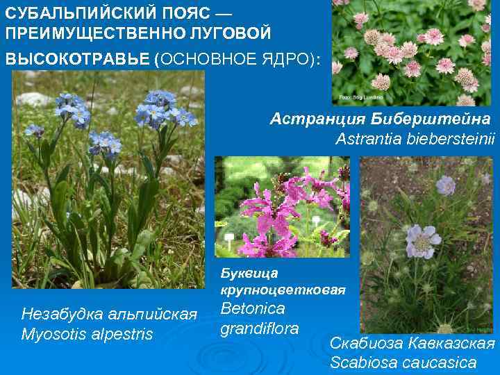 СУБАЛЬПИЙСКИЙ ПОЯС — ПРЕИМУЩЕСТВЕННО ЛУГОВОЙ ВЫСОКОТРАВЬЕ (ОСНОВНОЕ ЯДРО): Астранция Биберштейна Astrantia biebersteinii Буквица крупноцветковая