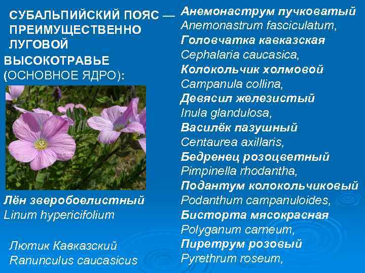 СУБАЛЬПИЙСКИЙ ПОЯС — ПРЕИМУЩЕСТВЕННО ЛУГОВОЙ ВЫСОКОТРАВЬЕ (ОСНОВНОЕ ЯДРО): Лён зверобоелистный Linum hypericifolium Лютик Кавказский