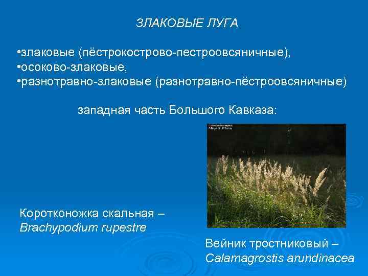 ЗЛАКОВЫЕ ЛУГА • злаковые (пёстрокострово-пестроовсяничные), • осоково-злаковые, • разнотравно-злаковые (разнотравно-пёстроовсяничные) западная часть Большого Кавказа: