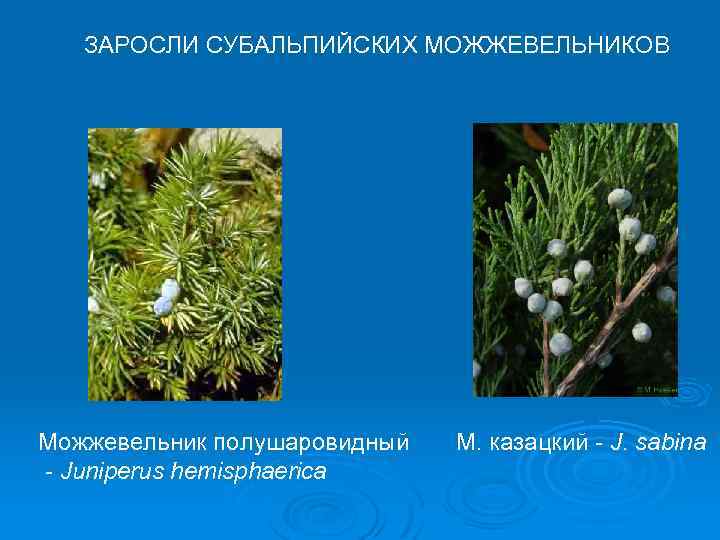 ЗАРОСЛИ СУБАЛЬПИЙСКИХ МОЖЖЕВЕЛЬНИКОВ Можжевельник полушаровидный - Juniperus hemisphaerica М. казацкий - J. sabina 