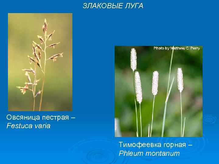 ЗЛАКОВЫЕ ЛУГА Овсяница пестрая – Festuca varia Тимофеевка горная – Phleum montanum 