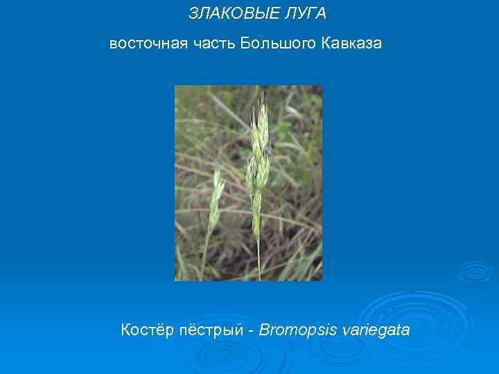 ЗЛАКОВЫЕ ЛУГА восточная часть Большого Кавказа Костёр пёстрый - Bromopsis variegata 