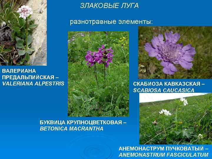 ЗЛАКОВЫЕ ЛУГА разнотравные элементы: ВАЛЕРИАНА ПРЕДАЛЬПИЙСКАЯ – VALERIANA ALPESTRIS СКАБИОЗА КАВКАЗСКАЯ – SCABIOSA CAUCASICA
