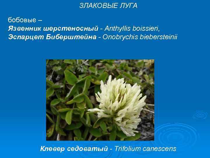 ЗЛАКОВЫЕ ЛУГА бобовые – Язвенник шерстеносный - Anthyllis boissieri, Эспарцет Биберштейна - Onobrychis biebersteinii