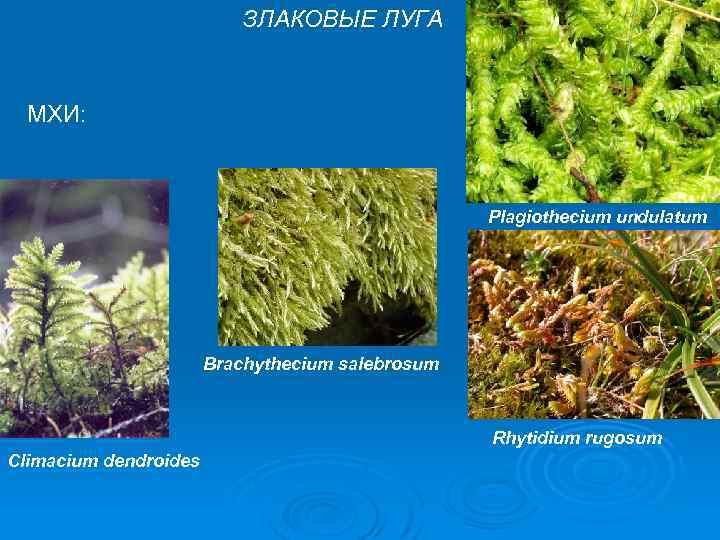 ЗЛАКОВЫЕ ЛУГА МХИ: Plagiothecium undulatum Brachythecium salebrosum Rhytidium rugosum Climacium dendroides 