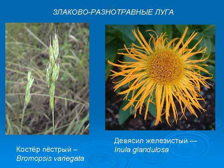 ЗЛАКОВО-РАЗНОТРАВНЫЕ ЛУГА Костёр пёстрый – Bromopsis variegata Девясил железистый — Inula glandulosa 