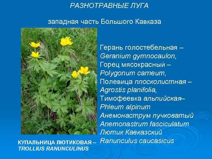 РАЗНОТРАВНЫЕ ЛУГА западная часть Большого Кавказа КУПАЛЬНИЦА ЛЮТИКОВАЯ – TROLLIUS RANUNCULINUS Герань голостебельная –
