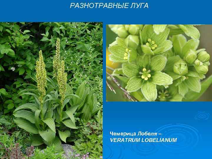 РАЗНОТРАВНЫЕ ЛУГА Чемерица Лобеля – VERATRUM LOBELIANUM 