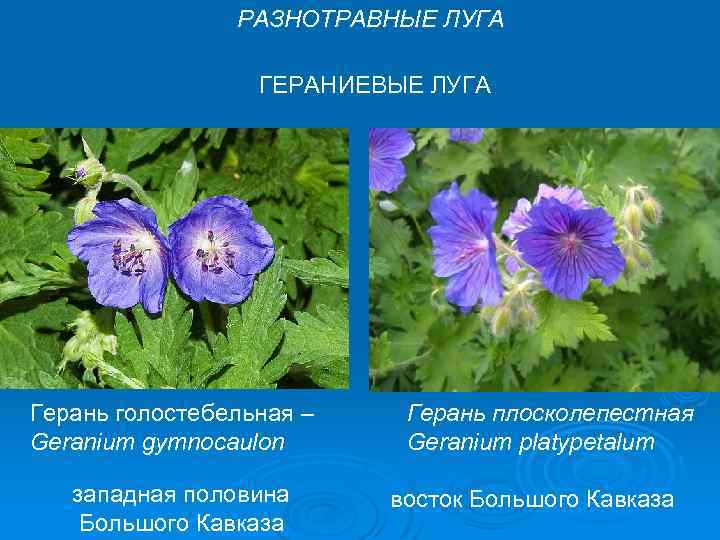 РАЗНОТРАВНЫЕ ЛУГА ГЕРАНИЕВЫЕ ЛУГА Герань голостебельная – Geranium gymnocaulon западная половина Большого Кавказа Герань