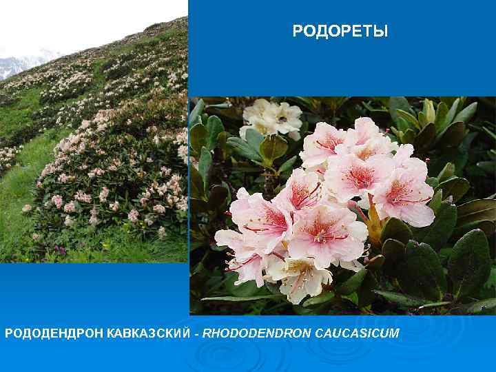 РОДОРЕТЫ РОДОДЕНДРОН КАВКАЗСКИЙ - RHODODENDRON CAUCASICUM 