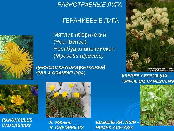 РАЗНОТРАВНЫЕ ЛУГА ГЕРАНИЕВЫЕ ЛУГА Мятлик иберийский (Poa iberica), Незабудка альпийская (Myosotis alpestris) ДЕВЯСИЛ КРУПНОЦВЕТКОВЫЙ