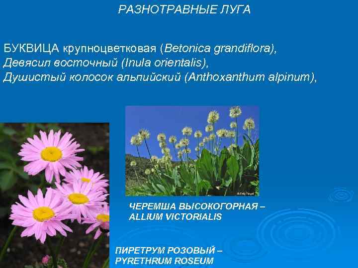 РАЗНОТРАВНЫЕ ЛУГА БУКВИЦА крупноцветковая (Betonica grandiflora), Девясил восточный (Inula orientalis), Душистый колосок альпийский (Anthoxanthum