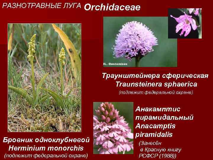 РАЗНОТРАВНЫЕ ЛУГА Orchidaceae Траунштейнера сферическая Traunsteinera sphaerica (подлежит федеральной охране) Бровник одноклубневой Herminium monorchis