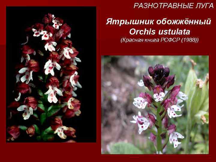РАЗНОТРАВНЫЕ ЛУГА Ятрышник обожжённый Orchis ustulata (Красная книга РСФСР (1988)) 