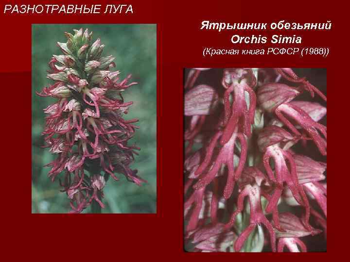 РАЗНОТРАВНЫЕ ЛУГА Ятрышник обезьяний Orchis Simia (Красная книга РСФСР (1988)) 