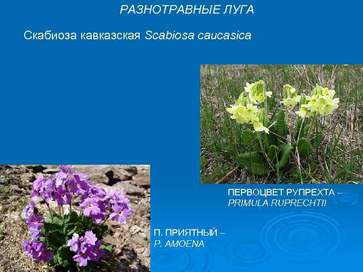 РАЗНОТРАВНЫЕ ЛУГА Скабиоза кавказская Scabiosa caucasica ПЕРВОЦВЕТ РУПРЕХТА – PRIMULA RUPRECHTII П. ПРИЯТНЫЙ –