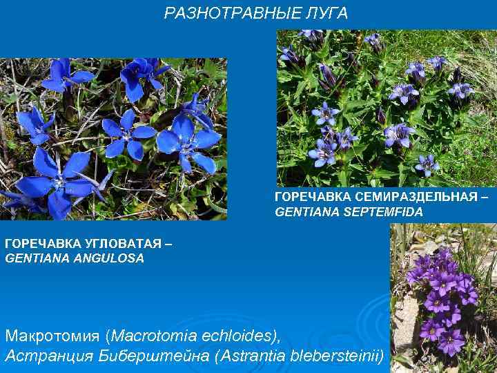 РАЗНОТРАВНЫЕ ЛУГА ГОРЕЧАВКА СЕМИРАЗДЕЛЬНАЯ – GENTIANA SEPTEMFIDA ГОРЕЧАВКА УГЛОВАТАЯ – GENTIANA ANGULOSA Макротомия (Macrotomia