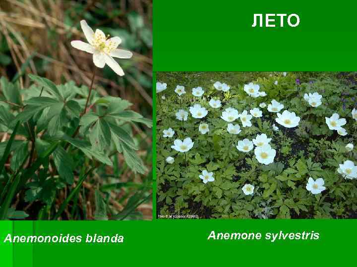 ЛЕТО Anemonoides blanda Anemone sylvestris 